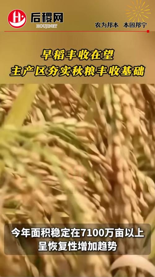 “双抢”进行时 广西早稻丰收在望