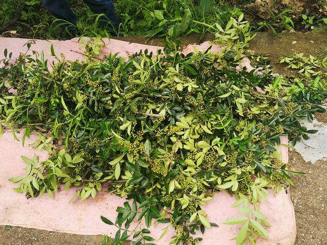 四川汉源检察机关开展生物多样性保护公益诉讼专项行动——促进花椒种植产业发展壮大