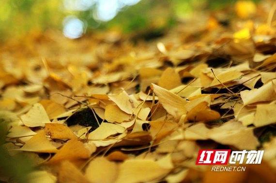 湖南新田:千年银杏满树金黄 犹如身披“金甲”