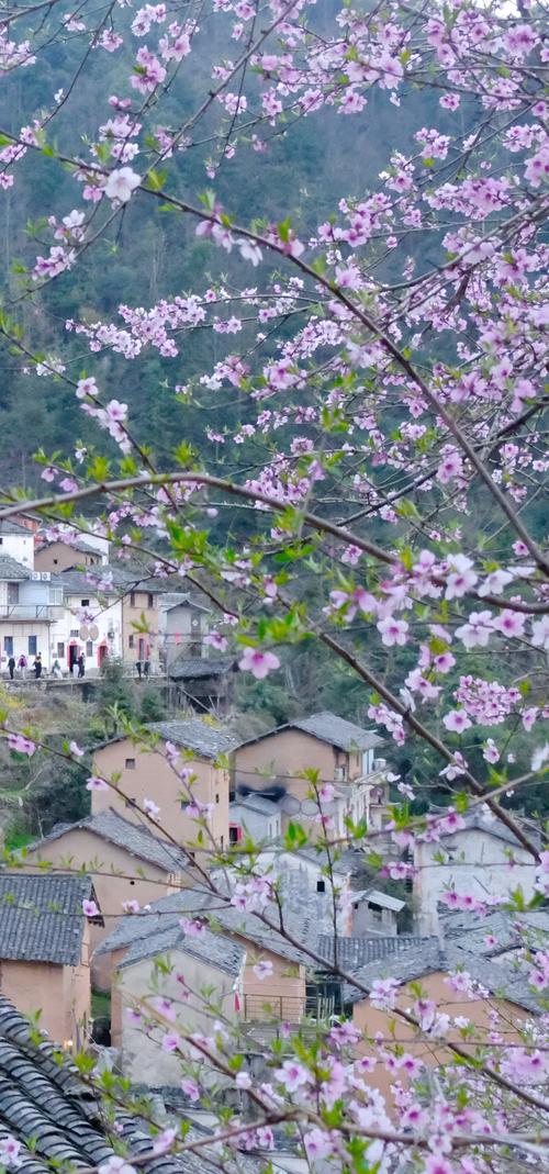 (乡村行·看振兴)安徽歙县:生态保护激活乡村旅游“一池春水”