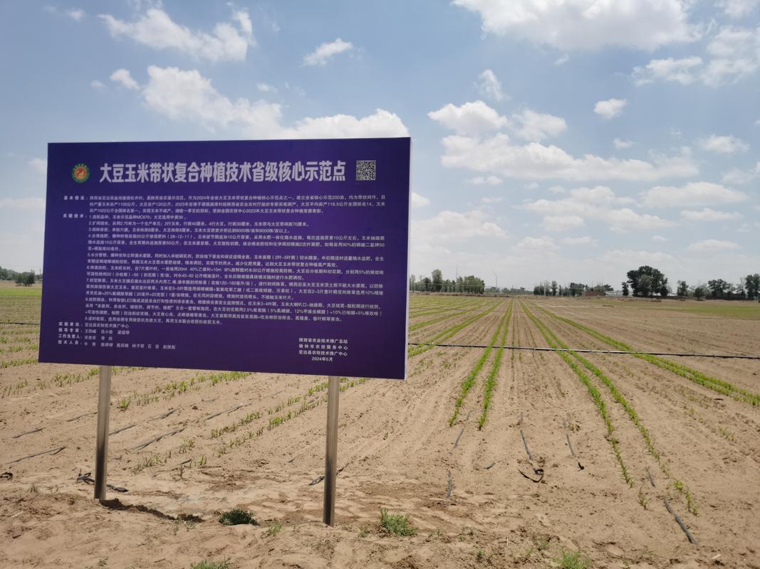 重庆开州:大豆玉米带状复合种植 实现农户“一地双收”