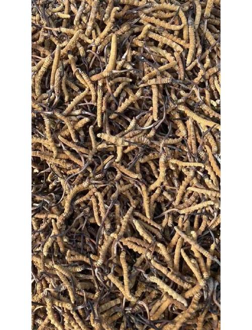 青海发现野生药用植物1636种 大部分实现种质库保存