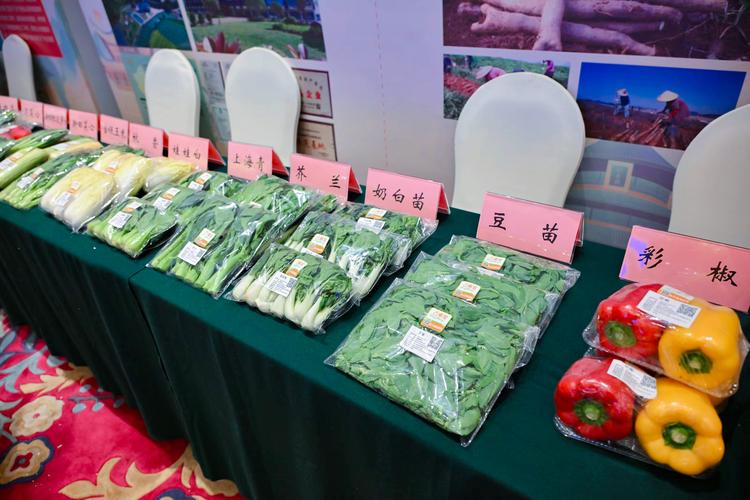 蔬菜上山品质高 新田特色蔬菜走俏粤港澳