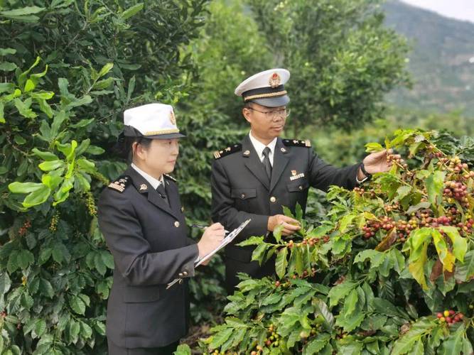 出口量全国第一 云南咖啡世界走俏
