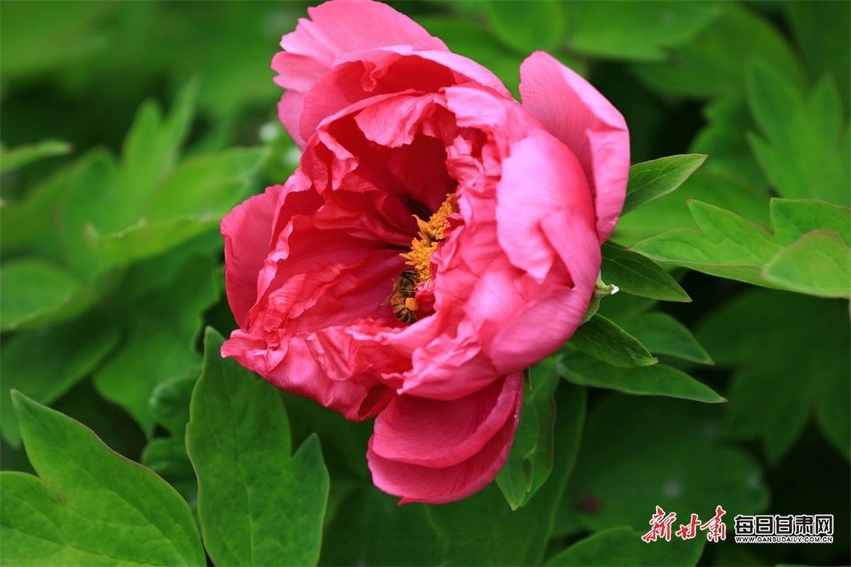 陇南武都春花绽放