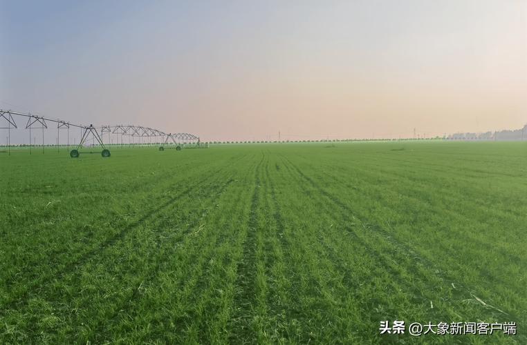 河南越冬小麦苗情好于常年 全省一、二类苗占比近九成